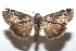  ( - 16-SRNP-101979)  @14 [ ] CreativeCommons  Attribution Non-Commercial Share-Alike (2017) Daniel H. Janzen Guanacaste Dry Forest Conservation Fund