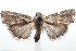  ( - 16-SRNP-101990)  @13 [ ] CreativeCommons  Attribution Non-Commercial Share-Alike (2017) Daniel H. Janzen Guanacaste Dry Forest Conservation Fund