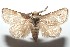  ( - 16-SRNP-102025)  @14 [ ] CreativeCommons  Attribution Non-Commercial Share-Alike (2017) Daniel H. Janzen Guanacaste Dry Forest Conservation Fund