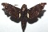  ( - 16-SRNP-102040)  @14 [ ] CreativeCommons  Attribution Non-Commercial Share-Alike (2017) Daniel H. Janzen Guanacaste Dry Forest Conservation Fund