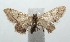  ( - 16-SRNP-102080)  @13 [ ] CreativeCommons  Attribution Non-Commercial Share-Alike (2017) Daniel H. Janzen Guanacaste Dry Forest Conservation Fund