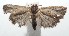 ( - 16-SRNP-102096)  @13 [ ] CreativeCommons  Attribution Non-Commercial Share-Alike (2017) Daniel H. Janzen Guanacaste Dry Forest Conservation Fund