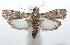  ( - 16-SRNP-102105)  @14 [ ] CreativeCommons  Attribution Non-Commercial Share-Alike (2017) Daniel H. Janzen Guanacaste Dry Forest Conservation Fund