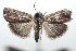  ( - 16-SRNP-102134)  @13 [ ] CreativeCommons  Attribution Non-Commercial Share-Alike (2017) Daniel H. Janzen Guanacaste Dry Forest Conservation Fund