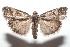  ( - 16-SRNP-102138)  @14 [ ] CreativeCommons  Attribution Non-Commercial Share-Alike (2017) Daniel H. Janzen Guanacaste Dry Forest Conservation Fund