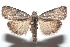  ( - 16-SRNP-102157)  @14 [ ] CreativeCommons  Attribution Non-Commercial Share-Alike (2017) Daniel H. Janzen Guanacaste Dry Forest Conservation Fund