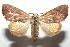  ( - 16-SRNP-102163)  @14 [ ] CreativeCommons  Attribution Non-Commercial Share-Alike (2017) Daniel H. Janzen Guanacaste Dry Forest Conservation Fund
