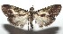  ( - 16-SRNP-103411)  @11 [ ] CreativeCommons - Attribution Non-Commercial Share-Alike (2018) Daniel H. Janzen Guanacaste Dry Forest Conservation Fund