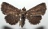  ( - 16-SRNP-103564)  @11 [ ] CreativeCommons - Attribution Non-Commercial Share-Alike (2018) Daniel H. Janzen Guanacaste Dry Forest Conservation Fund