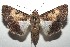  ( - 16-SRNP-103621)  @14 [ ] CreativeCommons - Attribution Non-Commercial Share-Alike (2018) Daniel H. Janzen Guanacaste Dry Forest Conservation Fund