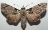  ( - 16-SRNP-103624)  @11 [ ] CreativeCommons - Attribution Non-Commercial Share-Alike (2018) Daniel H. Janzen Guanacaste Dry Forest Conservation Fund
