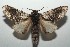 (Macrurocampa BioLep2220 - 16-SRNP-103639)  @14 [ ] CreativeCommons - Attribution Non-Commercial Share-Alike (2018) Daniel H. Janzen Guanacaste Dry Forest Conservation Fund