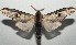  ( - 16-SRNP-103643)  @14 [ ] CreativeCommons - Attribution Non-Commercial Share-Alike (2018) Daniel H. Janzen Guanacaste Dry Forest Conservation Fund