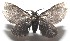  ( - 16-SRNP-103724)  @11 [ ] CreativeCommons - Attribution Non-Commercial Share-Alike (2018) Daniel H. Janzen Guanacaste Dry Forest Conservation Fund
