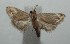 ( - 16-SRNP-103771)  @11 [ ] CreativeCommons - Attribution Non-Commercial Share-Alike (2018) Daniel H. Janzen Guanacaste Dry Forest Conservation Fund