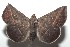  ( - 16-SRNP-103891)  @11 [ ] CreativeCommons - Attribution Non-Commercial Share-Alike (2018) Daniel H. Janzen Guanacaste Dry Forest Conservation Fund