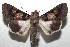  ( - 16-SRNP-103908)  @14 [ ] CreativeCommons - Attribution Non-Commercial Share-Alike (2018) Daniel H. Janzen Guanacaste Dry Forest Conservation Fund