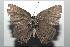  ( - 16-SRNP-104105)  @11 [ ] CreativeCommons - Attribution Non-Commercial Share-Alike (2018) Daniel H. Janzen Guanacaste Dry Forest Conservation Fund
