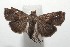  (Tripudia lamina - 16-SRNP-104166)  @14 [ ] CreativeCommons - Attribution Non-Commercial Share-Alike (2018) Daniel H. Janzen Guanacaste Dry Forest Conservation Fund