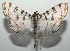  ( - 16-SRNP-104386)  @11 [ ] CreativeCommons - Attribution Non-Commercial Share-Alike (2018) Daniel H. Janzen Guanacaste Dry Forest Conservation Fund