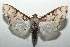  ( - 16-SRNP-104389)  @11 [ ] CreativeCommons - Attribution Non-Commercial Share-Alike (2018) Daniel H. Janzen Guanacaste Dry Forest Conservation Fund