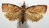  ( - 16-SRNP-104464)  @11 [ ] CreativeCommons - Attribution Non-Commercial Share-Alike (2018) Daniel H. Janzen Guanacaste Dry Forest Conservation Fund