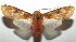  ( - 16-SRNP-104509)  @11 [ ] CreativeCommons - Attribution Non-Commercial Share-Alike (2018) Daniel H. Janzen Guanacaste Dry Forest Conservation Fund