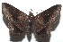 ( - 16-SRNP-104541)  @13 [ ] CreativeCommons - Attribution Non-Commercial Share-Alike (2018) Daniel H. Janzen Guanacaste Dry Forest Conservation Fund