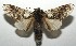  ( - 16-SRNP-104557)  @14 [ ] CreativeCommons - Attribution Non-Commercial Share-Alike (2018) Daniel H. Janzen Guanacaste Dry Forest Conservation Fund