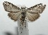  ( - 16-SRNP-104656)  @13 [ ] CreativeCommons - Attribution Non-Commercial Share-Alike (2018) Daniel H. Janzen Guanacaste Dry Forest Conservation Fund
