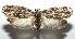  ( - 16-SRNP-104776)  @15 [ ] CreativeCommons - Attribution Non-Commercial Share-Alike (2018) Daniel H. Janzen Guanacaste Dry Forest Conservation Fund