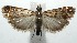  ( - 16-SRNP-104824)  @11 [ ] CreativeCommons - Attribution Non-Commercial Share-Alike (2018) Daniel H. Janzen Guanacaste Dry Forest Conservation Fund