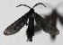  ( - 16-SRNP-20488)  @12 [ ] CreativeCommons  Attribution Non-Commercial Share-Alike (2017) Daniel H. Janzen Guanacaste Dry Forest Conservation Fund