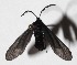  ( - 16-SRNP-20555)  @12 [ ] CreativeCommons  Attribution Non-Commercial Share-Alike (2017) Daniel H. Janzen Guanacaste Dry Forest Conservation Fund