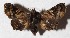  ( - 16-SRNP-26046)  @14 [ ] CreativeCommons  Attribution Non-Commercial Share-Alike (2017) Daniel H. Janzen Guanacaste Dry Forest Conservation Fund