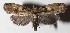  ( - 16-SRNP-26185)  @14 [ ] CreativeCommons  Attribution Non-Commercial Share-Alike (2017) Daniel H. Janzen Guanacaste Dry Forest Conservation Fund