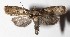  (Egchiretes Poole0254 - 16-SRNP-26209)  @14 [ ] CreativeCommons  Attribution Non-Commercial Share-Alike (2017) Daniel H. Janzen Guanacaste Dry Forest Conservation Fund