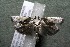  ( - 16-SRNP-26419)  @14 [ ] CreativeCommons  Attribution Non-Commercial Share-Alike (2017) Daniel H. Janzen Guanacaste Dry Forest Conservation Fund