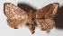  ( - 16-SRNP-26732)  @14 [ ] CreativeCommons  Attribution Non-Commercial Share-Alike (2017) Daniel H. Janzen Guanacaste Dry Forest Conservation Fund