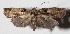  ( - 16-SRNP-26854)  @14 [ ] CreativeCommons  Attribution Non-Commercial Share-Alike (2017) Daniel H. Janzen Guanacaste Dry Forest Conservation Fund