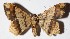  ( - 16-SRNP-26926)  @14 [ ] CreativeCommons  Attribution Non-Commercial Share-Alike (2017) Daniel H. Janzen Guanacaste Dry Forest Conservation Fund