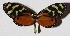  ( - 16-SRNP-27130)  @14 [ ] CreativeCommons  Attribution Non-Commercial Share-Alike (2017) Daniel H. Janzen Guanacaste Dry Forest Conservation Fund