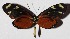  ( - 16-SRNP-27222)  @14 [ ] CreativeCommons  Attribution Non-Commercial Share-Alike (2017) Daniel H. Janzen Guanacaste Dry Forest Conservation Fund