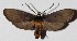  ( - 16-SRNP-30176)  @14 [ ] CreativeCommons  Attribution Non-Commercial Share-Alike (2017) Daniel H. Janzen Guanacaste Dry Forest Conservation Fund