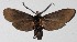  ( - 16-SRNP-30176)  @14 [ ] CreativeCommons  Attribution Non-Commercial Share-Alike (2017) Daniel H. Janzen Guanacaste Dry Forest Conservation Fund