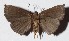  ( - 16-SRNP-30316)  @14 [ ] CreativeCommons  Attribution Non-Commercial Share-Alike (2017) Daniel H. Janzen Guanacaste Dry Forest Conservation Fund