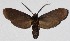  ( - 16-SRNP-30430)  @14 [ ] CreativeCommons  Attribution Non-Commercial Share-Alike (2017) Daniel H. Janzen Guanacaste Dry Forest Conservation Fund