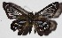  ( - 16-SRNP-30579)  @13 [ ] CreativeCommons  Attribution Non-Commercial Share-Alike (2017) Daniel H. Janzen Guanacaste Dry Forest Conservation Fund