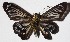  ( - 16-SRNP-30579)  @12 [ ] CreativeCommons  Attribution Non-Commercial Share-Alike (2017) Daniel H. Janzen Guanacaste Dry Forest Conservation Fund