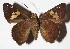  ( - 16-SRNP-30694)  @14 [ ] CreativeCommons  Attribution Non-Commercial Share-Alike (2017) Daniel H. Janzen Guanacaste Dry Forest Conservation Fund